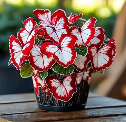 Multi-Color Butterfly Bloom™ Seeds