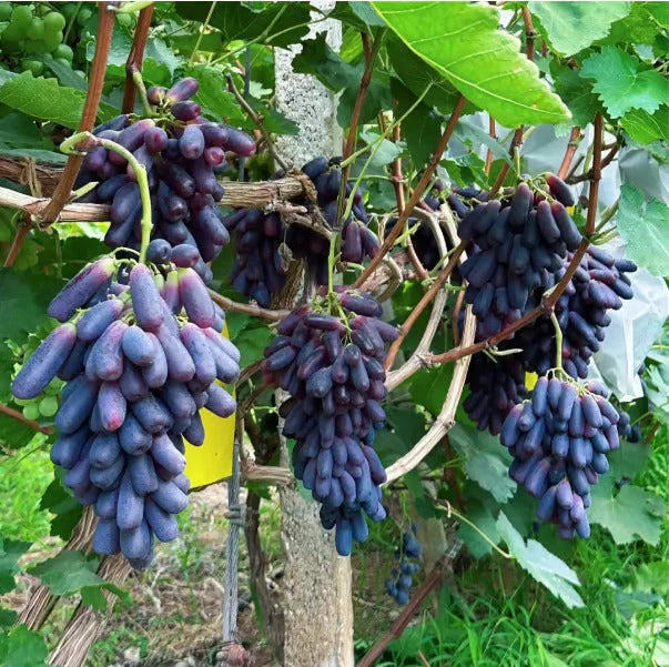 Sweet Sapphire Grapes Seeds Pack