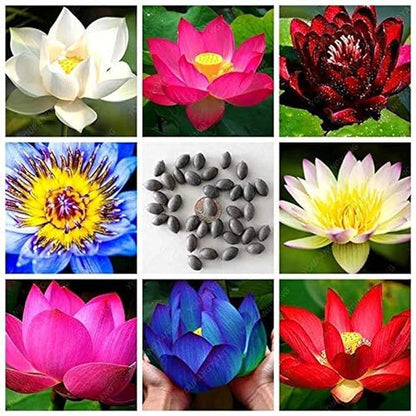 Multicolor Lotus Bonsai Seeds – Premium Quality | 7 Days to Bloom Magic ✨