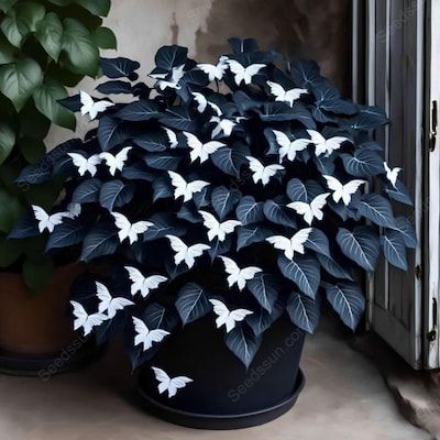 Multi-Color Butterfly Bloom™ Seeds