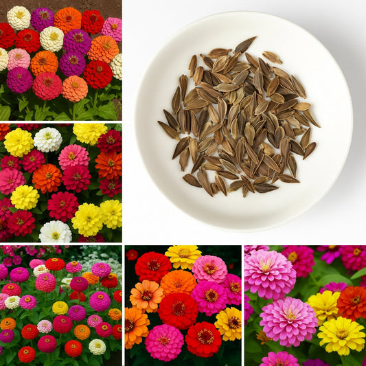 ZINNIA Premium Flower Seeds Packs 🌼  + FREE Plant Growth Booster Supplement