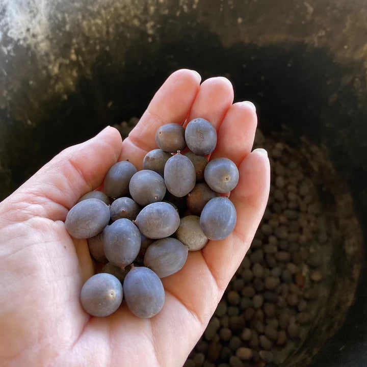 Multicolor Lotus Bonsai Seeds – Premium Quality | 7 Days to Bloom Magic ✨