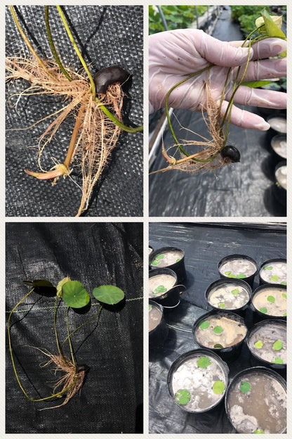 Multicolor Lotus Bonsai Seeds – Premium Quality | 7 Days to Bloom Magic ✨