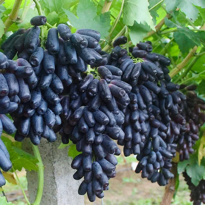 Sweet Sapphire Grapes Seeds Pack