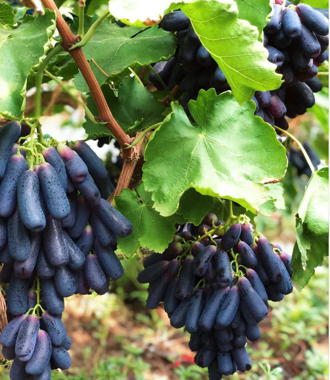 Sweet Sapphire Grapes Seeds Pack