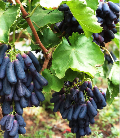 Sweet Sapphire Grapes Seeds Pack