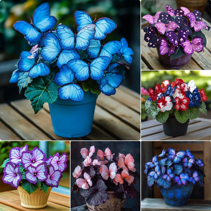 Multi-Color Butterfly Bloom™ Seeds