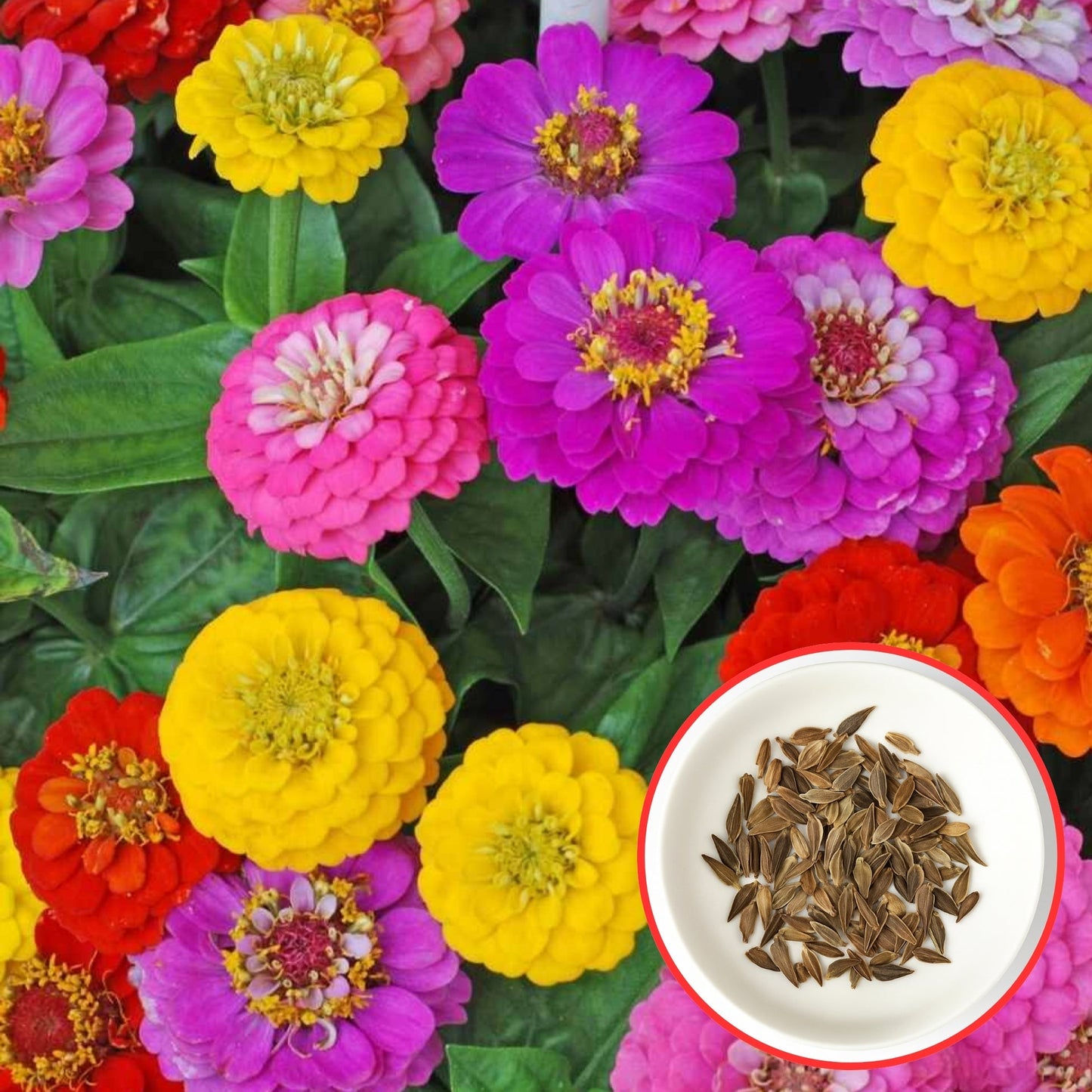 ZINNIA Premium Flower Seeds Packs 🌼  + FREE Plant Growth Booster Supplement