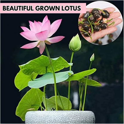 Multicolor Lotus Bonsai Seeds – Premium Quality | 7 Days to Bloom Magic ✨