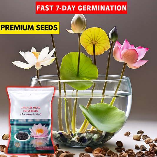 Multicolor Lotus Bonsai Seeds – Premium Quality | 7 Days to Bloom Magic ✨