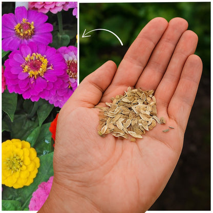 ZINNIA Premium Flower Seeds Packs 🌼  + FREE Plant Growth Booster Supplement