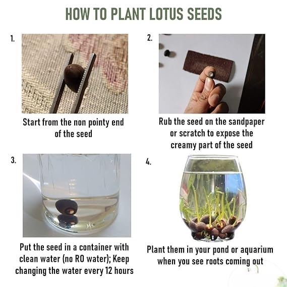 Multicolor Lotus Bonsai Seeds – Premium Quality | 7 Days to Bloom Magic ✨