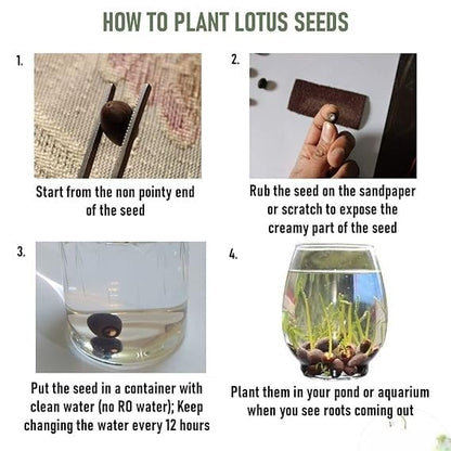 Multicolor Lotus Bonsai Seeds – Premium Quality | 7 Days to Bloom Magic ✨