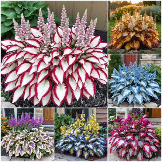 Shade-Tolerant and Cold-Hardy Hosta Flowers