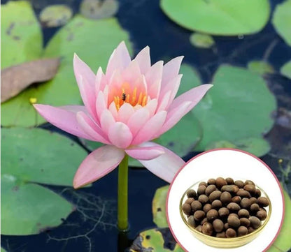 Multicolor Lotus Bonsai Seeds – Premium Quality | 7 Days to Bloom Magic ✨