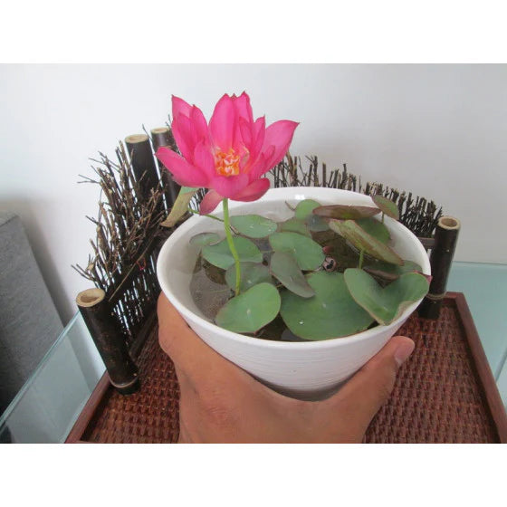 Multicolor Lotus Bonsai Seeds – Premium Quality | 7 Days to Bloom Magic ✨